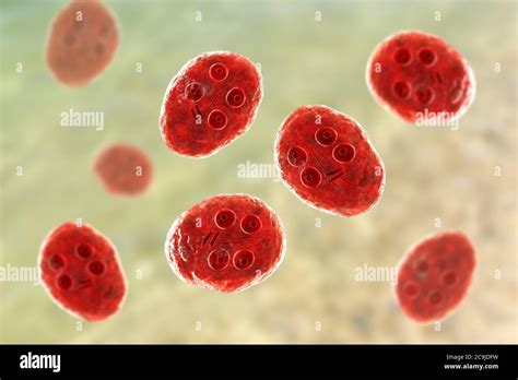 Quiste De Giardia Intestinalis Protozoan Antes Conocido Como G Lamblia O Lamblia Intestinalis