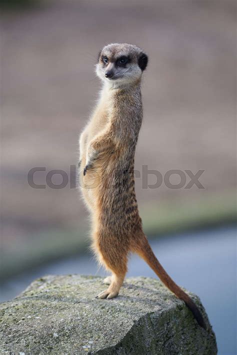 Meerkat Look Legs Stock Image Colourbox