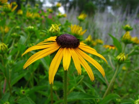 Daisy Yellow Flower Flowers Free Nature Pictures By Forestwander Nature Photography