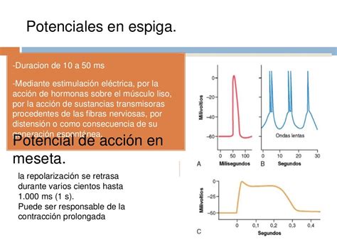 Potenciales De Membrana Y Potenciales De Acción En El Musculo Liso