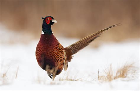 The Ultimate Pheasant Hunting Gear List - HuntTested