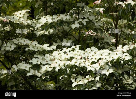 The Blossoms Of Cornus Nuttallii Mountain Dogwood Stock Photo Alamy