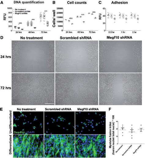 Figure 1 From Consequences Of MEGF10 Deficiency On Myoblast Function