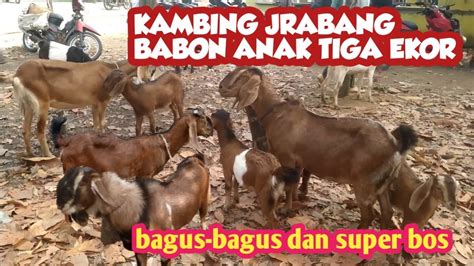 KAMBING JRABANG BABON ANAK TIGA EKOR YouTube