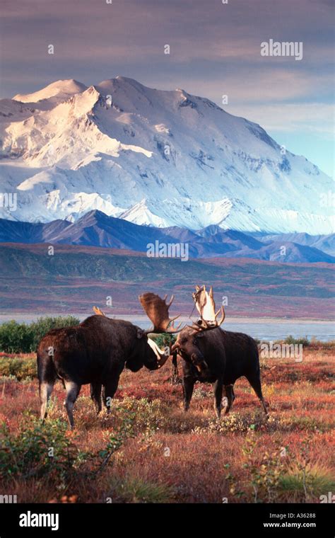 Two Bull Moose Joust In Brilliant Fall Colors With Mt Mckinley Towering