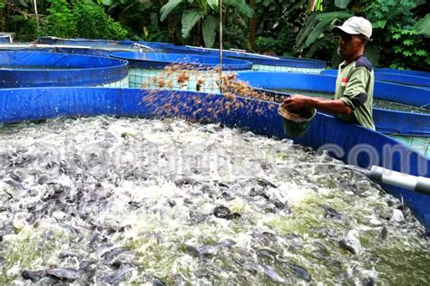 Cara Meningkatkan Produktivitas Kolam Budidaya Ikan Lele Leledumbo