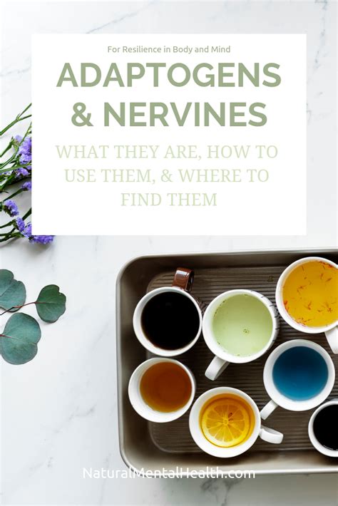 Adaptogens Nervines What They Are How To Use Them And Where To