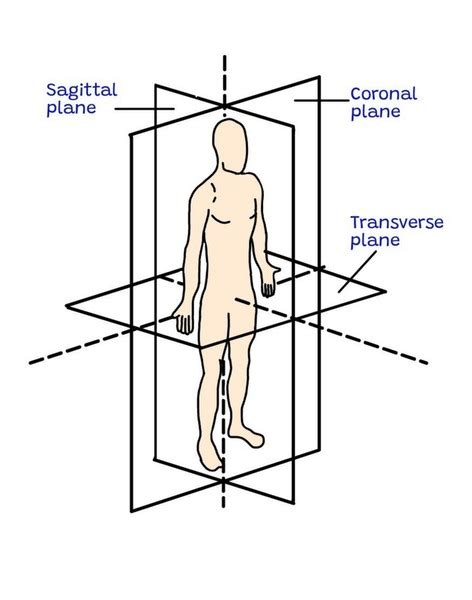 18 Anatomical Planes Directional Images Stock Photos 3d Objects