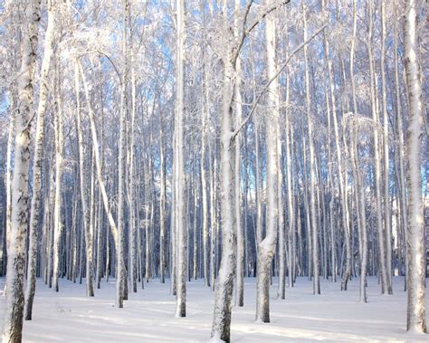 Paysage D Hiver Avec Les Arbres De Bouleau Neigeux Photo Stock Image