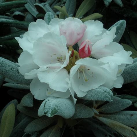 Rhododendron Yakushimanum Buy Yakushimanum Rhododendrons Online