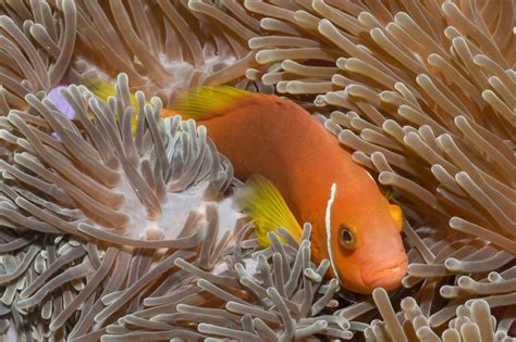 Amphiprion Nigripes Maldive Anemonefish Reef Life Survey