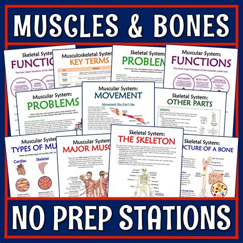 Muscles Bones And The Musculoskeletal System Activity Stations Flying