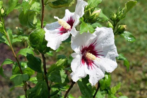 Gartenhibiskus So Pflanzen Und Pflegen Sie Den Eibisch GartenFlora