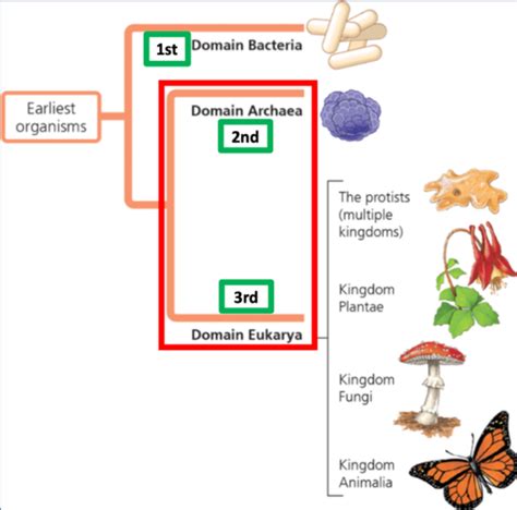 Biology Chapter Quiz Flashcards Quizlet