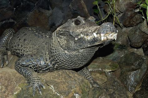 Dwarf Crocodile Habitat