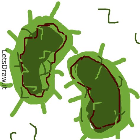 How To Draw Bacteria K Qtrced Png Letsdrawit