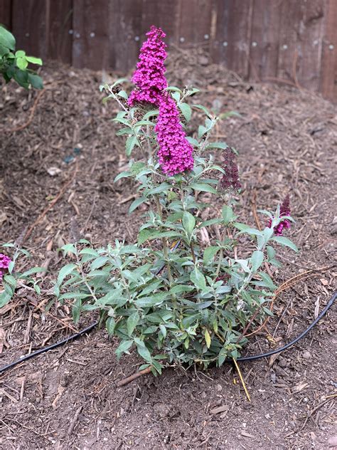 Buddleia Davidii Hot Raspberry Buzz Butterfly Bush Butterfly Bush Flowers Plants