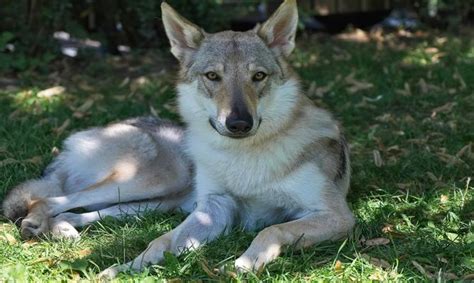 Diferencias Entre Perros Y Lobos Hogarmania