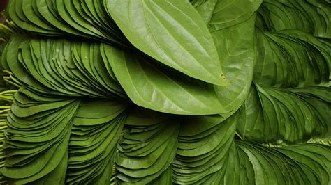 Tirur Betel Leaf Tirur Vettila Medicinal Plants Of Kerala Kerala