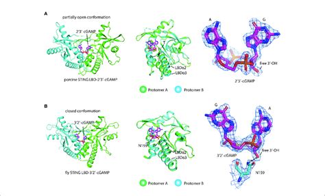 Structural Basis Of Ligand Recognition And Discrimination By Sting