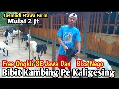 Mulai 2 Juta Bibit Kambing Pe Kaligesing Free Ongkir SE Jawa