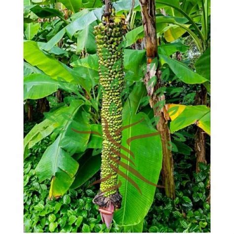 Jual Bibit Tanaman Buah Pisang Seribu Bibit Pohon Buah Pisang Seribu