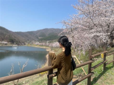 광주근교 벚꽃 화순 동구리호수공원 벚꽃 현황투썸 카페 네이버 블로그