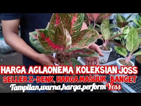 Seller Z Denk Hadirkan Aglaonema Koleksian Istimewa Harga Masuk Banget