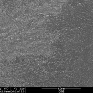 7.5 Electron Microscope image of calcium carbonate crystals induced by ...