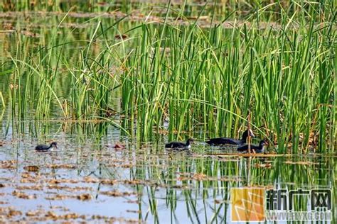 世界瀕危水鳥頻繁登陸石屏垻心濕地 每日頭條