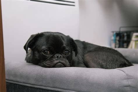 Qué pasa si un perro come croquetas de gato Para Tu Mascota