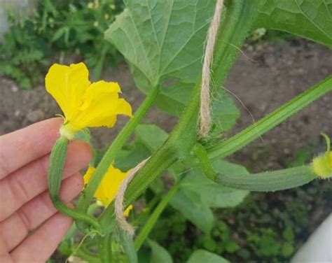 How To Stake And Prune Cucumbers Complete Guide With Photos Complete