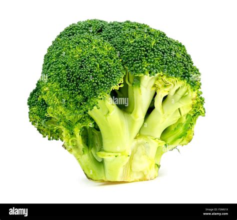 Isolated Studio Shot Of Fresh Australian Broccoli Floret Stock Photo