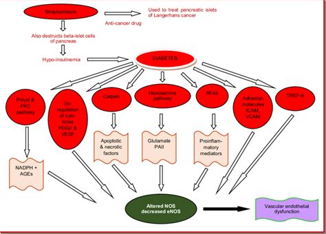 Mechanism Underlying Streptozotocin Induced Vascular Endothelial