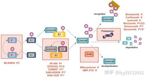 蛋白质的肽修饰：泛素化、苏木化和nedd化（二） 知乎