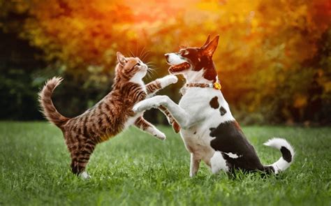 Pictures Of Cats And Dogs Playing Together