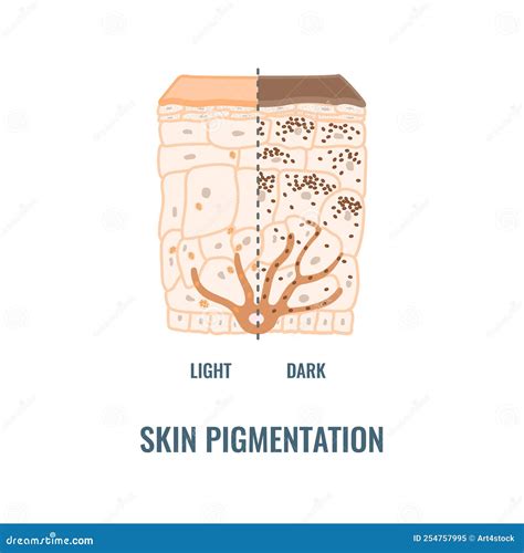 Human Skin Tone Pigmentation Diversity Infographic Diagram Stock Vector