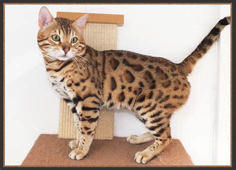 The Bengal Cat Colours: Brown