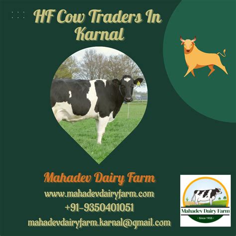 Dairy Farm Cows In Karnal Mahadev Dairy Farm Mahadev Dairy Farm