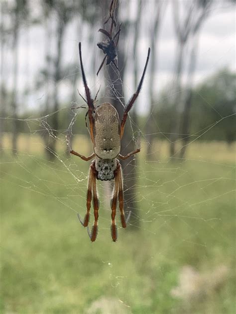 Australian Golden Orbweaver From Iredale QLD AU On January 8 2022 At