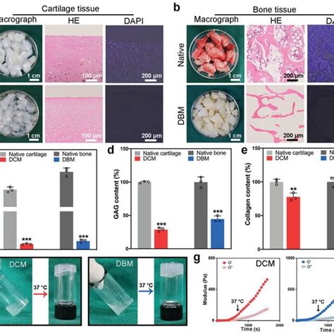 Biocompatibility Of Different Scaffolds A Rbmscs Are Seeded In