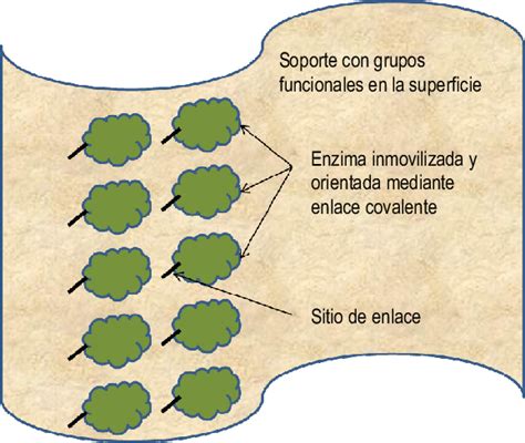 Enzimas inmovilizadas en un soporte físico por enlace covalente las