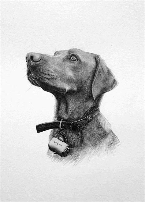 Pencil Pet Drawings | Portraits from Photos | Jonny Atkinson Art