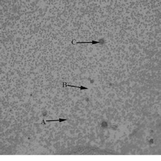 Cyclic Voltammograms For The Liclkcl Eutectic Melts On A Molybdenum