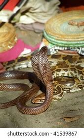 King Cobra Pashupatinath Nepal Stock Photo Shutterstock