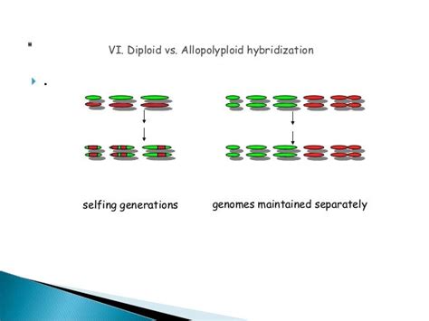 Presentation on Allopolyploidy