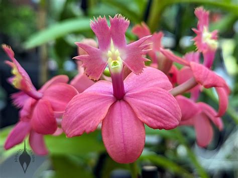 Aboutorchids Blog Archive Photos From Orchids In The Park 2023