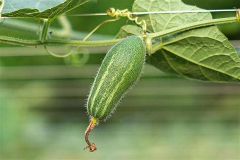 Pointed Gourd Stock Photos, Images and Backgrounds for Free Download