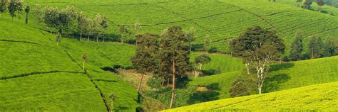 The Best Kericho Hotels Where To Stay In And Around Kericho Kenya