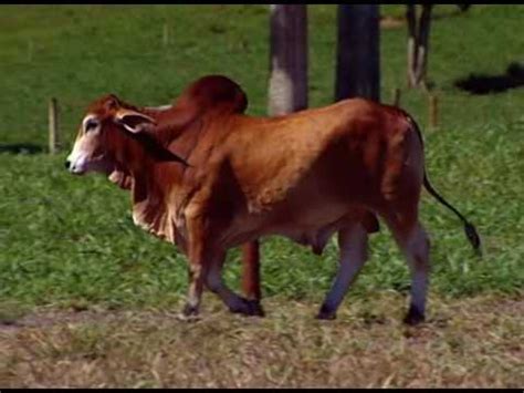 LOTE 149 MACHO RED BRAHMAN MEGA EVENTO EAO 2016 YouTube